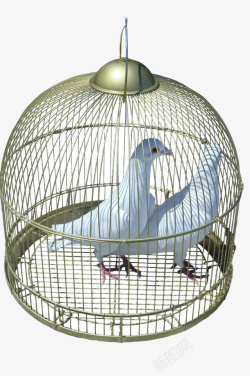 牢笼铁笼里的白色鸽子高清图片