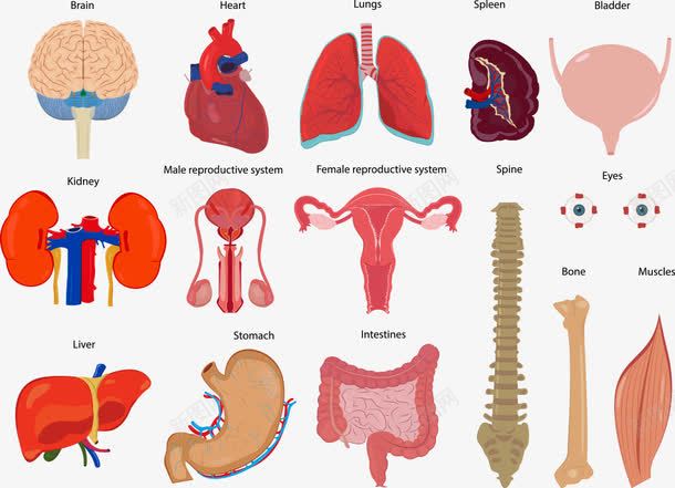 卡通内脏png免抠素材_88icon https://88icon.com 内脏 大肠 大脑 子宫