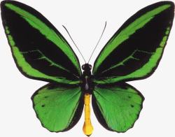特殊品种绿色的蝴蝶高清图片