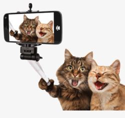 手机照相爱自拍的猫咪高清图片