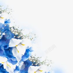 蓝叶白色小花的装饰高清图片