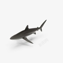 镰状尾巴一只大鲨鱼高清图片