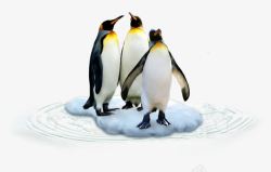 帝企鹅冰块上的帝企鹅高清图片