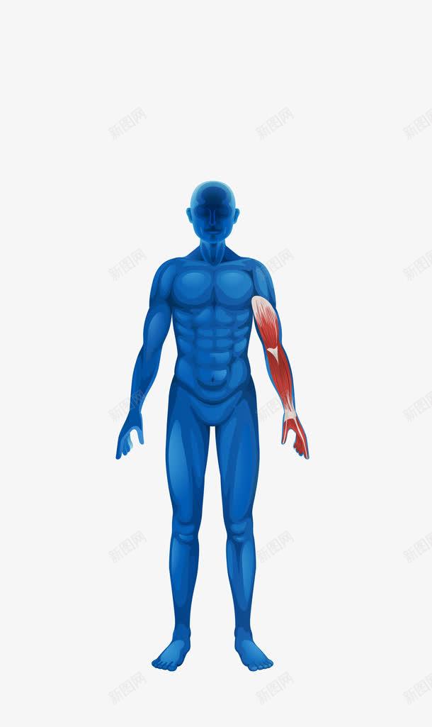 人体结构图png免抠素材_88icon https://88icon.com 人体器官结构图素材 人体工程学 人体肌肉骨骼 人体解剖 医疗卫生 血管神经线路 骨骼肌肉