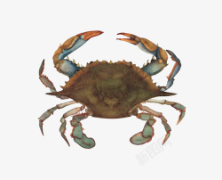 螃蟹蟹图案手绘图案素材