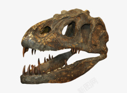 棕色斑点恐龙头颅化石实物素材