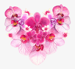 粉色的蝴蝶兰手绘粉色心形蝴蝶兰高清图片