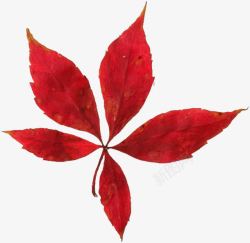 香山香山红叶高清图片