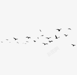 天上的鸟群鸟群高清图片