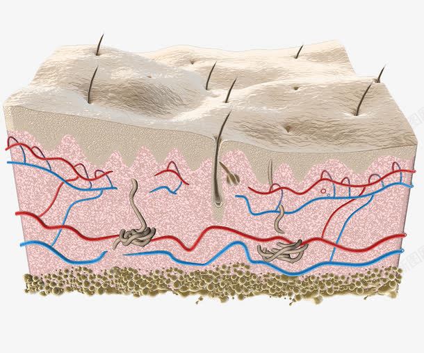 皮肤表层切面图png免抠素材_88icon https://88icon.com 皮肤结构 经脉 血管 表皮