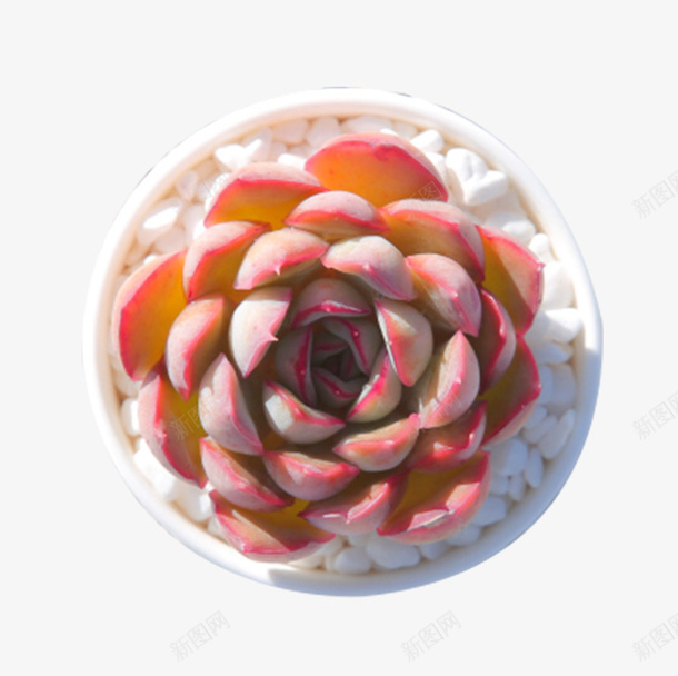 观音莲多肉植物武仙座盆栽png免抠素材_88icon https://88icon.com 可爱 多肉植物 武仙座盆栽 盆栽 精品 绿植 观音莲