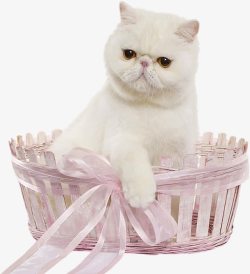 猫咪拿着篮子加菲猫高清图片