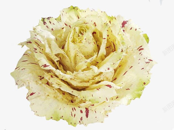 野生菊苣png免抠素材_88icon https://88icon.com 上海红菊苣 无公害菊苣 芽状菊苣 菊苣