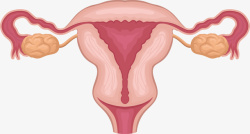 子宫女性子宫附件矢量图高清图片