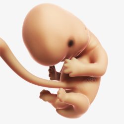 脐带血未成形的婴儿高清图片