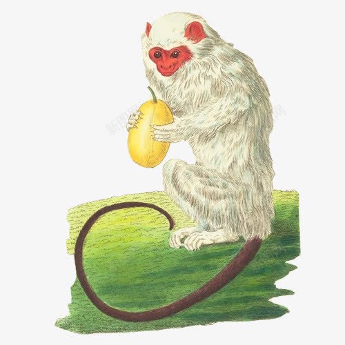 白色猕猴手绘画片png免抠素材_88icon https://88icon.com 吃香瓜 手绘色彩 猕猴 猴子 白色 红脸猴 绿草地