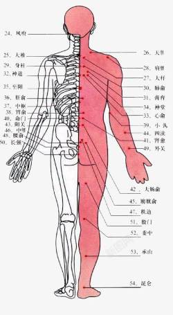 人体背部经络素材