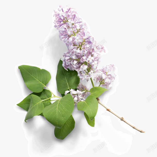 紫色花朵植物png免抠素材_88icon https://88icon.com 树叶 植物 环境 真实 立体 紫色 自然 花朵 阴影