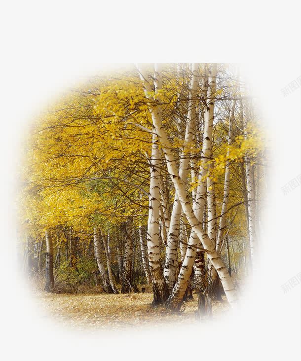 漂亮的白桦树png免抠素材_88icon https://88icon.com 树林 漂亮的白桦树 秋叶 秋季元素 落叶 金黄色