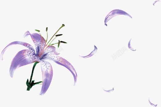 紫色的百合花png免抠素材_88icon https://88icon.com 百合花 紫色 花瓣