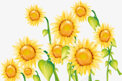 象征希望的明信片象征希望的向日葵高清图片