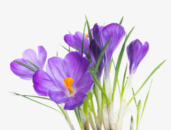 创意水仙花图片紫色水仙花高清图片