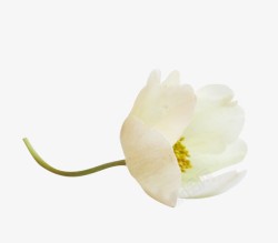 一株花朵白色清新花卉高清图片