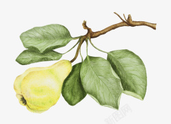 手绘插图树枝叶与一颗梨素材