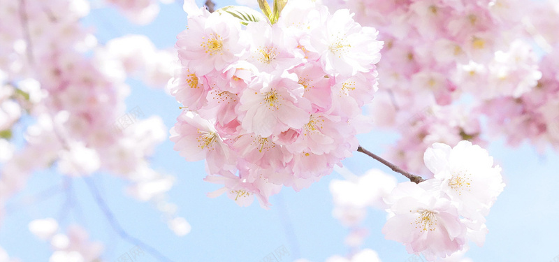 日本樱花树天空盛开的美丽樱花背景