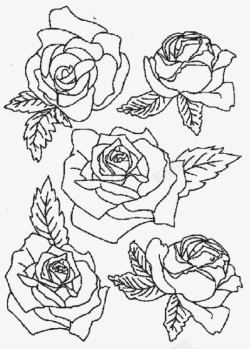 线稿粉红玫瑰花三朵不同造型的玫瑰花高清图片