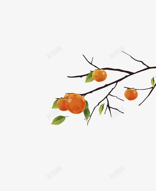 树上的果实png免抠素材_88icon https://88icon.com 果实 柿子 树叶 树枝