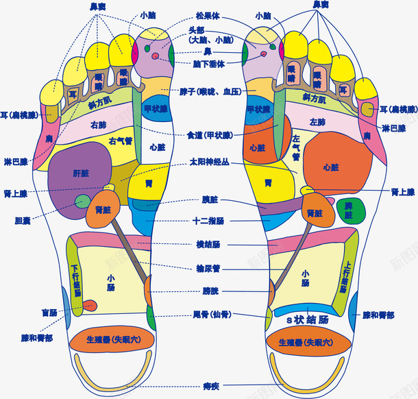 卡通足底穴位矢量图ai免抠素材_88icon https://88icon.com 人体经络 人体经脉 人体经脉图 人体设计 十二 卡通设计 古代经络图 手绘设计 明点 矢量图 粉嫩足底 经络图 背部 脚底穴位 足底设计