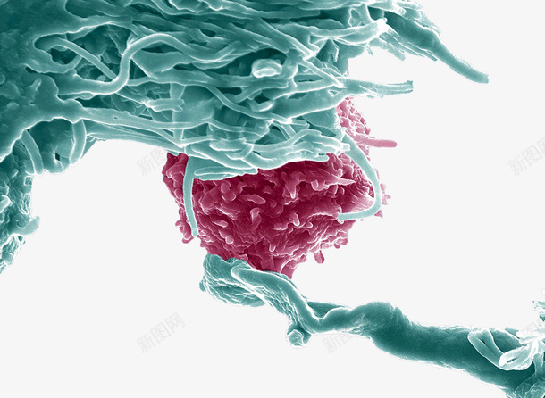 免疫系统白细胞模型png免抠素材_88icon https://88icon.com 免疫系统 医疗模型 吞噬 抗体 白细胞