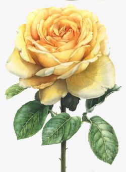 板报装饰花卉组合黄色玫瑰高清图片