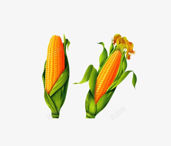 金灿灿的玉米熟了png免抠素材_88icon https://88icon.com 果实累累 玉米 纯天然无公害 金灿灿