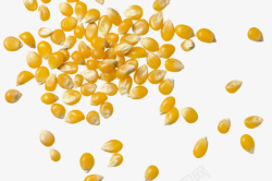 实物熟玉米粒素材