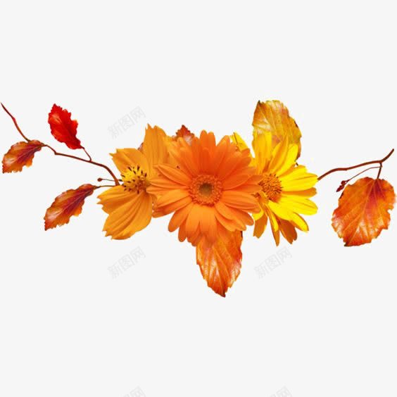 橙色花朵装饰png免抠素材_88icon https://88icon.com PPT元素 小花 真实花朵 花朵免扣元素 野花 金色花朵 黄色花朵