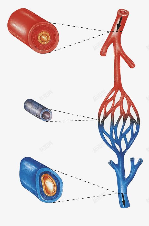血管剖面png免抠素材_88icon https://88icon.com 动脉 心血管 血液循环 血管介入 静脉