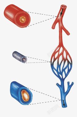 血液循环血管剖面高清图片