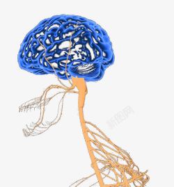 人体神经结构大脑神经脊神经素材