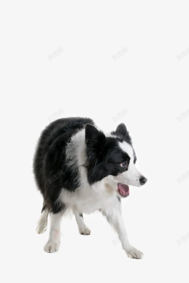 可爱站立边牧png免抠素材_88icon https://88icon.com 动物 奶狗 宠物 幼犬 牧羊犬 萌宠 边境牧羊犬 边牧