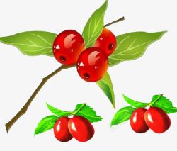 红枣树植物素材