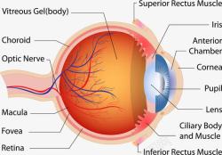 眼球血管眼球剖面图高清图片
