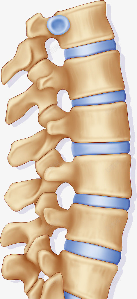 医学研究的脊椎图png免抠素材_88icon https://88icon.com 健康 准确图 医学研究 对人的重要性 男性 背部脊椎 防疾病