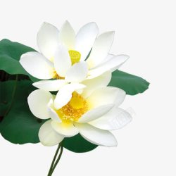 绿色花蕊无暇的白莲花高清图片