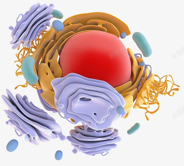 蛋白质模型结构png免抠素材_88icon https://88icon.com 3D细胞模型 抗体 模型结构 细胞核 蛋白质 蛋白质结构