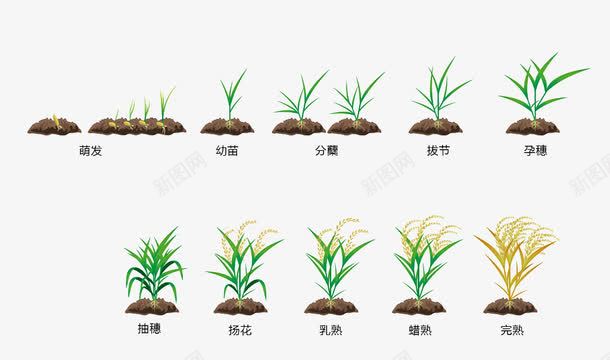 稻子生长过程png免抠素材_88icon https://88icon.com 水稻 生长过程 稻子 稻子生长