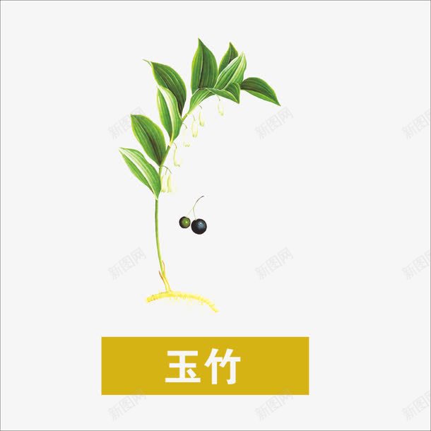 草药png免抠素材_88icon https://88icon.com 中药 本草纲目 玉竹 药材