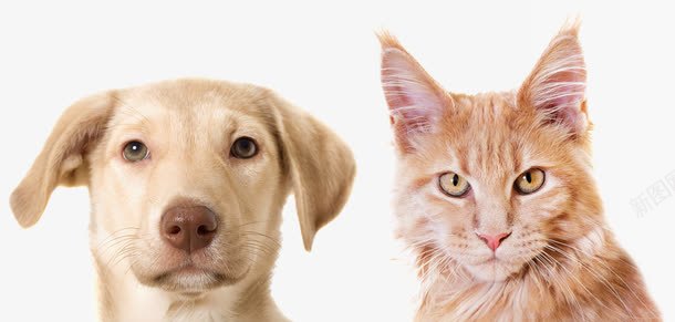 严肃的小猫和小狗摄影png免抠素材_88icon https://88icon.com 严肃 动物写真 摄影 犬科动物 猫科动物 白色小动物 白色的小狗 黄色的猫咪