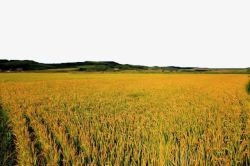 金黄色的稻谷阳光下的金色稻田高清图片